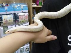 -藦茜花园宠物主题亲子互动体验馆(国顺东路店)