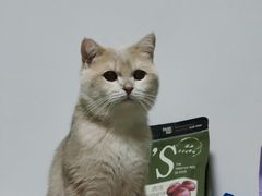 -三花喵·撸猫购宠·宠物生活馆(虹桥南丰城店)