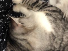 -创凡宠物医院·骨专科  猫科中心(西乡分院)
