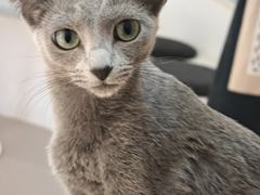 -琪喵猫屋·撸猫猫咖·猫舍