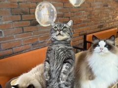-豆逗聊愈猫阁Easy Life