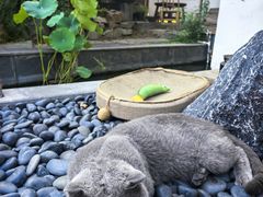 -汤宴·参须肚包鸡(南京路店)