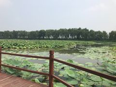 -白洋淀景区