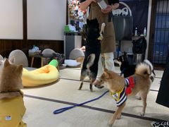 -逗柴咖啡屋·狗咖猫咖宠物桌游