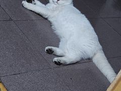 -半岛宠物医院24小时(科华中路店)