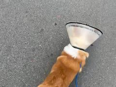 -宠颐生宠物医院·心肾内科·猫专科诊疗中心宠巢店