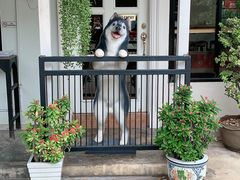 -TrueLove @ Neverland (Husky Cafe)