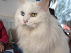 Anne猫窝咖啡屋-Anne猫窝咖啡屋