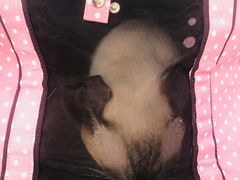 -纳吉亚猫专科动物医院·北北分院