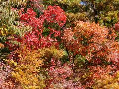 -北京西山国家森林公园