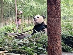 -都江堰中华大熊猫苑