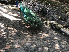 -燕塞湖鸟语林景区