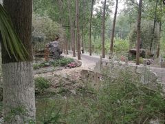 -合肥滨湖国家森林公园