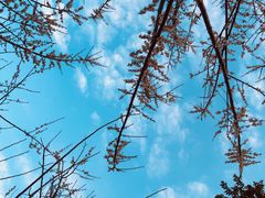 -荔枝公园(福田区)