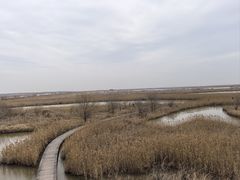 -盐城丹顶鹤湿地生态旅游区