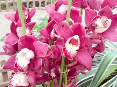 兰花展6/9-沈阳植物园