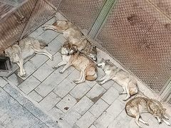 -青藏高原野生动物园