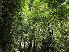 -海南热带雨林国家公园吊罗山景区