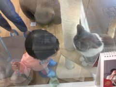 -猫冇咖·家门口的撸猫馆(大融城店)