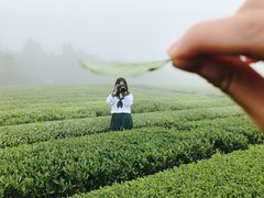 -雪绿茶博物馆