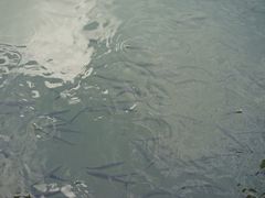 -西湖游船