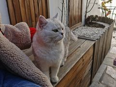 -喵屿·大理花园猫咖