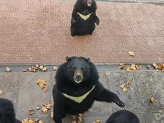 -西霞口神雕山野生动物世界