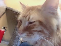-猫猫幼稚园·撸猫·桌游·电玩