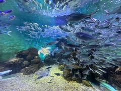 -长沙海底世界