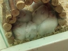 -龙猫仔乐园(惠福东路店)