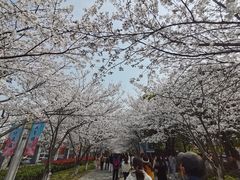 -高东镇樱花园