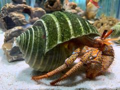 -太平洋海底世界