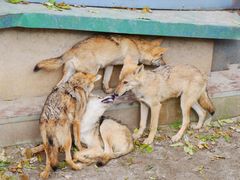 -哈尔滨北方森林动物园