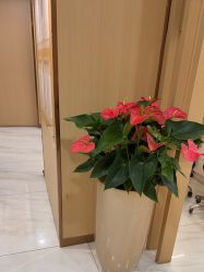 点击看大图 -南京康美美容医院·旗舰店