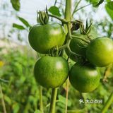 下乡抢菜