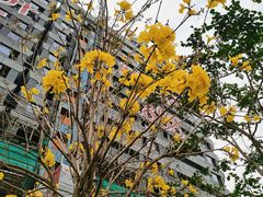 -福田红树林生态公园