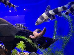 -上海海洋水族馆