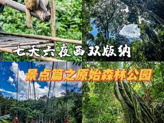 -西双版纳原始森林公园