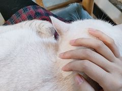 -猫爪屋猫咖(乐汇城店)