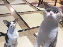 -猫色咖啡·猫咖