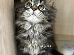 -喵zoo家庭繁育猫舍(尖东智能花园店)