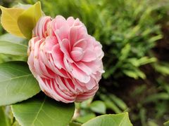 -深圳市中科院仙湖植物园