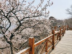 -大岭沟猕猴桃谷风景区