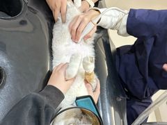 -御宝贝24h宠物医院·转诊中心·CT核磁血透中心(厦门总院)