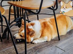 -肥朵食堂(带梦胡同店)