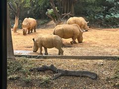 -广州长隆野生动物世界