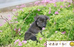 -麦粒鸟亲子游