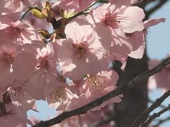 -古柏渡丰乐樱花园