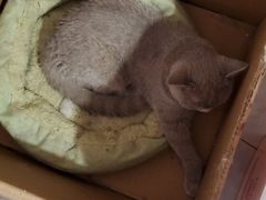 -三花喵·撸猫购宠·宠物生活馆(虹桥南丰城店)