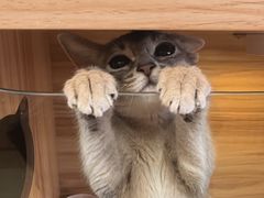 -猫十亿·布偶金渐层·曼基康矮脚猫舍(青年路店)
